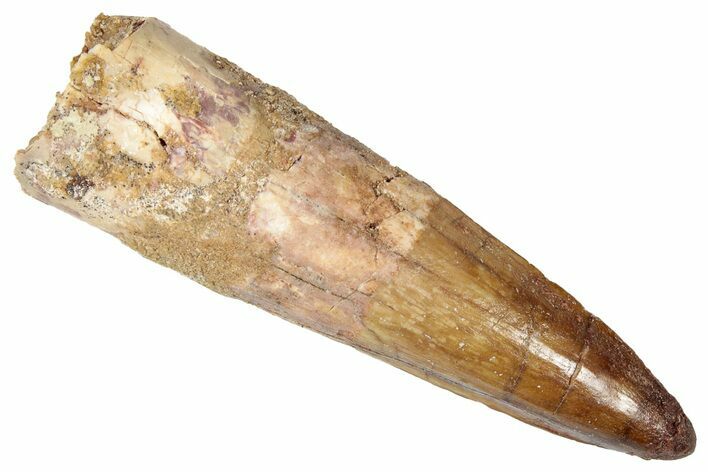 Fossil Spinosaurus Tooth - Real Dinosaur Tooth #346309